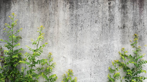 istock Green ivy on concrete background 1025518236