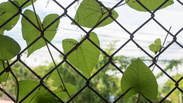 istock Steel fence with leaves close up 1025518330