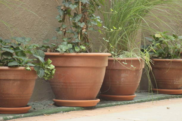 Several big flower pots in a row with green big plants in them, made of terracotta