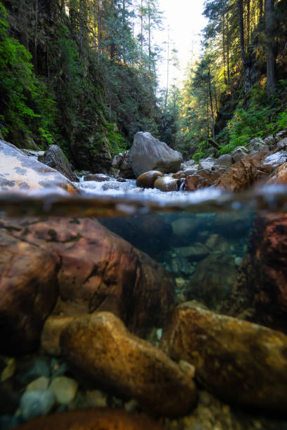 istock Over and Under picture of Lynn Valley 1025525890
