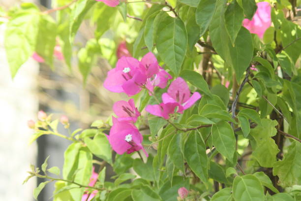istock Pinky Bougainvillea flower bush 1025526432