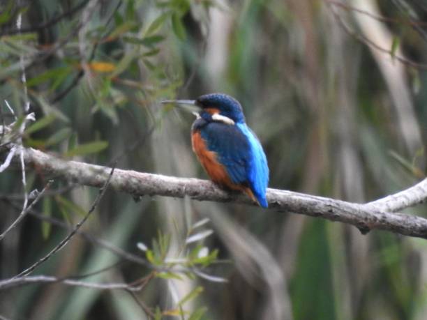 istock King fisher 1025528642