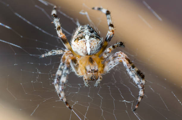 istock The spider sits on a cobweb in anticipation of a victim 1025533680