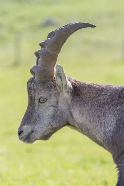 Portrait of a male alpine ibex on a green background