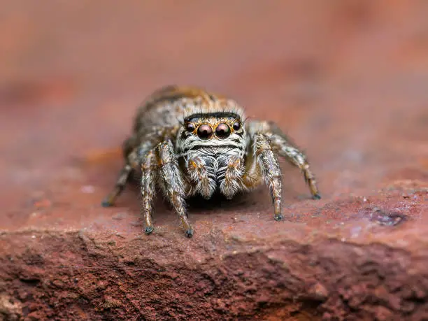 Jumping Spider Arachnid Insect Macro on Brown Background