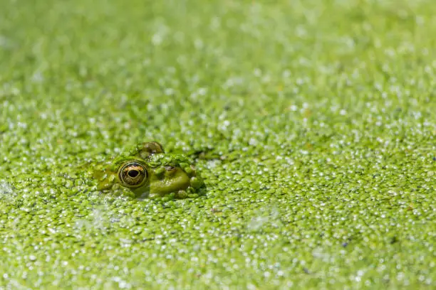 Head of a green frog in a pond full of duckweed