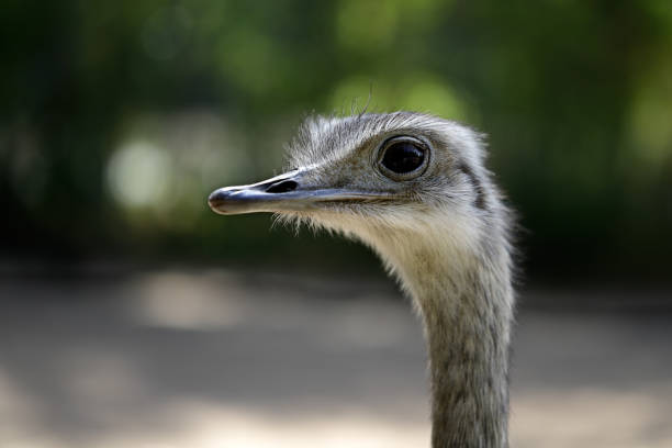istock Portrait of grey greater rhea (Rhea americana) 1025539982