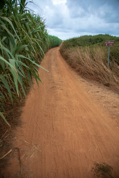 istock Red sand road near the beach 1025540146