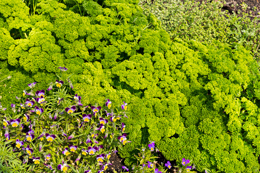 Parsley and viola flower plants in garden growth close up as background