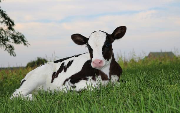 istock Newborn holstein calf laying in field 1025544724