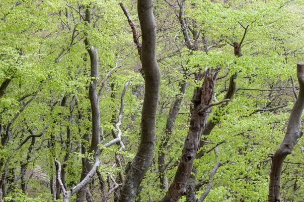 Green dark forest - Mons Klint in Denmark