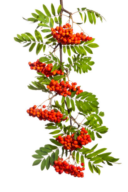 istock Twig rowan with ripe fruits on a white background. 1025555954
