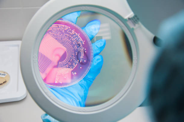 istock Microbiology research in laboratory 1025560288