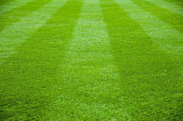 istock Green grass in soccer stadium 1025571678