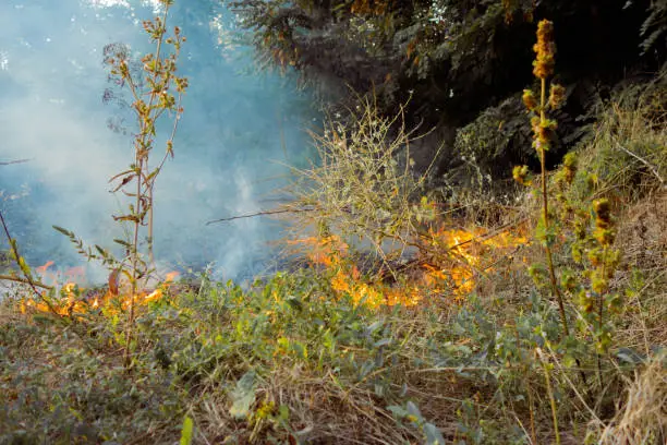 Photo of The beginning of a forest fire. The dry grass is burning.