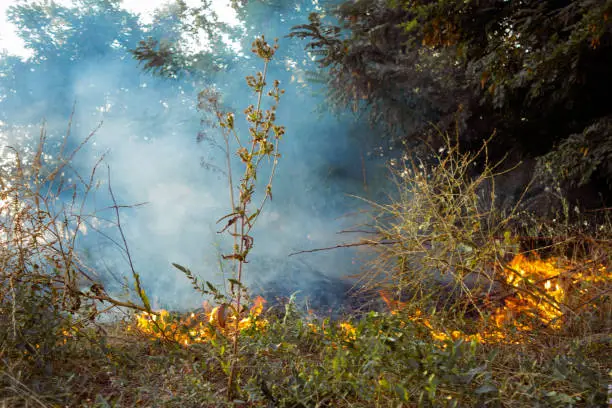 Photo of The beginning of a forest fire. The dry grass is burning.