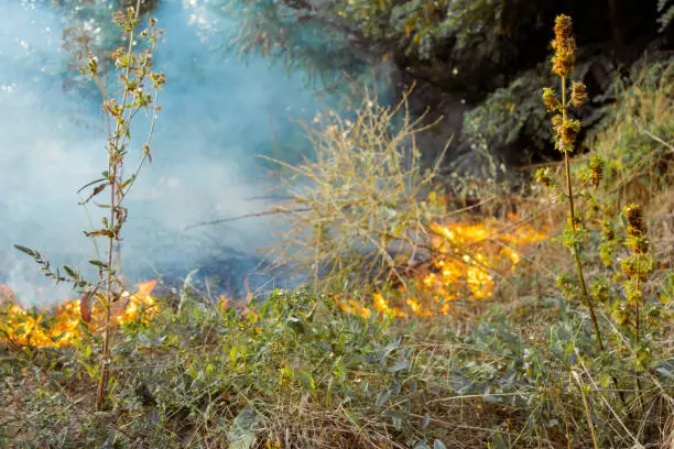 Photo of The beginning of a forest fire. The dry grass is burning.