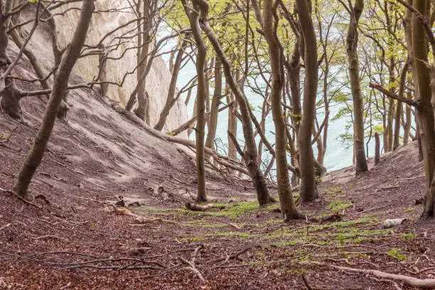 Green dark forest - Mons Klint in Denmark