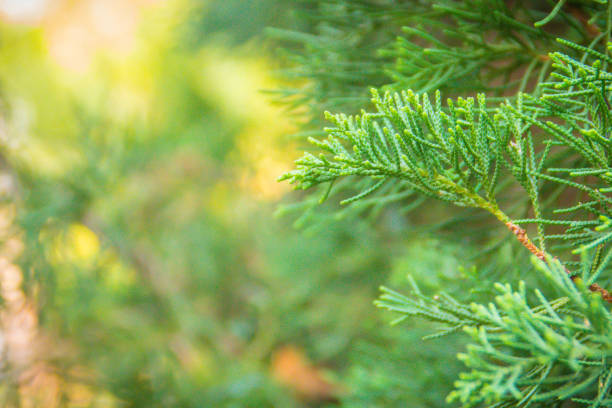 istock Green hybrid Juniperus Chinensis pine tree (Juniperus junghuniana mig.) or dragon pine tree with soft blurred focus. Chinese juniper (Juniperus chinensis), is evergreen conifer that is native to China 1025580698