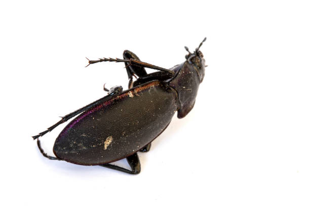 istock Dead Black Beetle Close Up ON White Background 1025583968