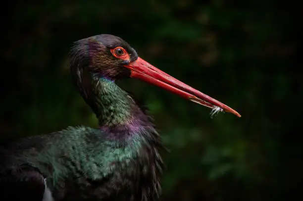 side face portrait of a rainbow colored black stork with feathers in its bill on a blurry dark background - National Park Bavarian Forest