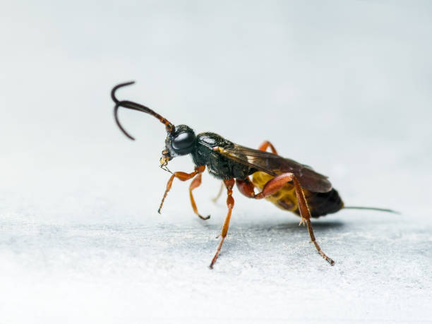 istock Exotic Drosophila Fly Diptera Insect Macro 1025585372