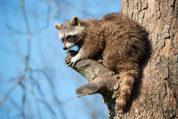 енотовидная собака сидит высоко на дереве, глядя вниз - raccoon dog стоковые фото и изображения