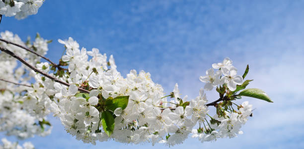 istock Beautifully blossoming tree branch. 1025587840