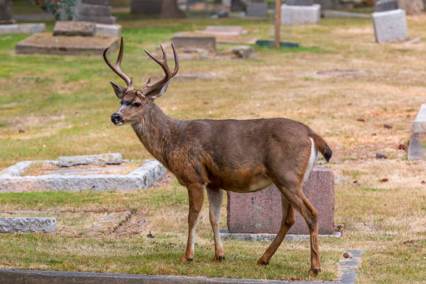 istock Urban living deer 1025589044