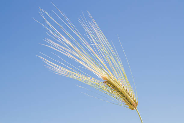 istock One stick of rye against the blue sky 1025589180