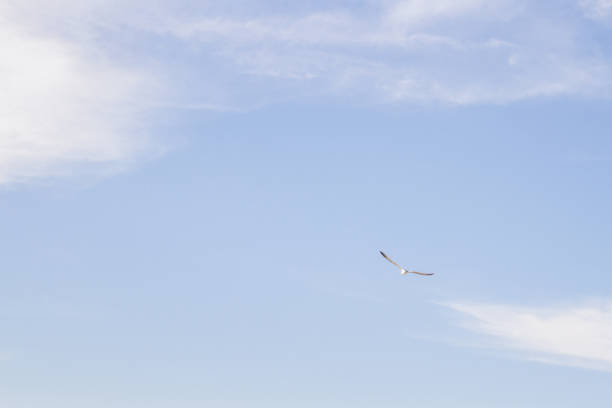istock Bird Albatross is flying in the blue sky with white clouds 1025597586