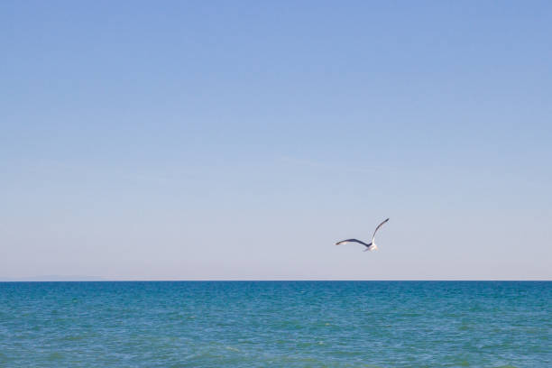 istock Albatross bird flying in blue sky over sea 1025597914