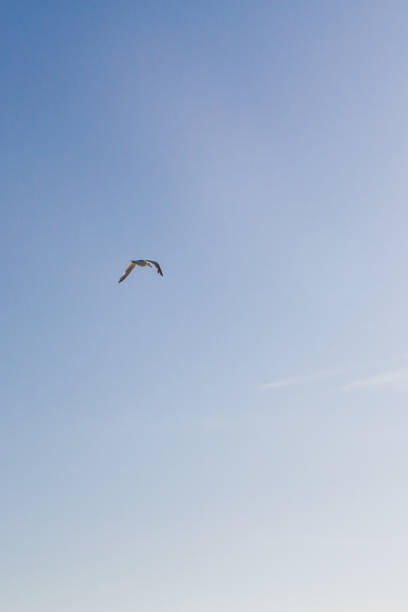 istock Bird Albatross is flying in the blue sky 1025598050