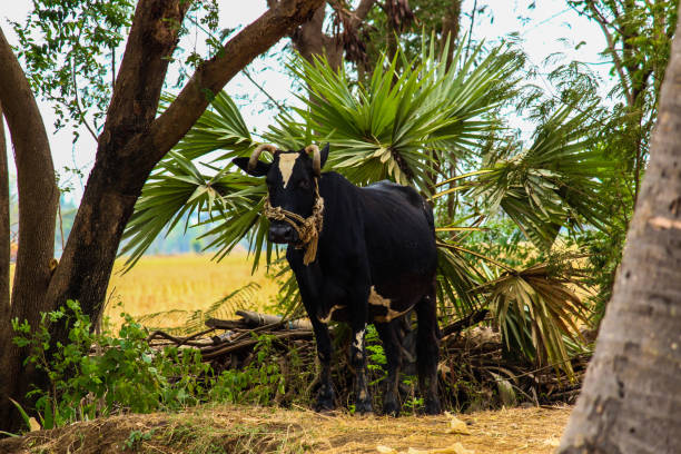 istock cow grass black white eating walking 1025606176
