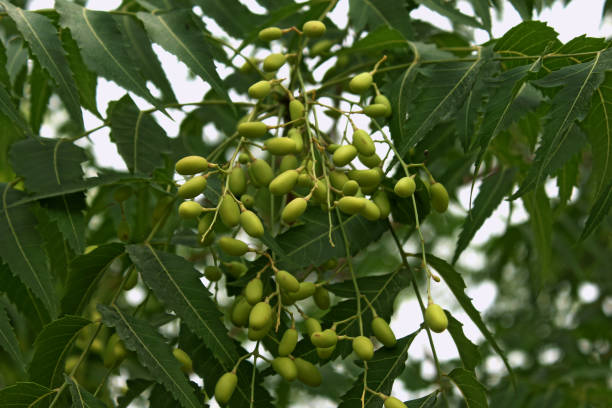 azadirachta indica, gemeinhin als neem, nimbaum oder indischer flieder bekannt - azadirachta indica stock-fotos und bilder