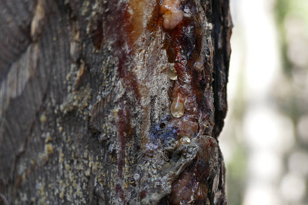 istock pine tree and flammable gum liquor 1025610238