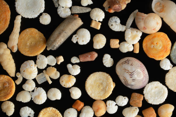 Extreme close-up of the coral sand grains. Hurgada, Egypt stock photo