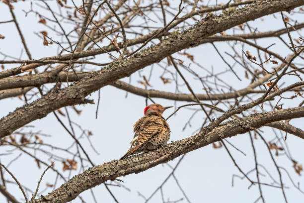 Female Yellow Shafted Flicker in a Tree near Kagawong, Ontario on Manitoulin Island