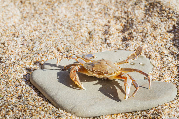 istock Live crab sitting on a flat stone on the beach 1025617178