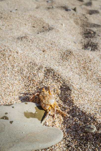 istock Live crab sitting on a flat stone on the beach 1025617180