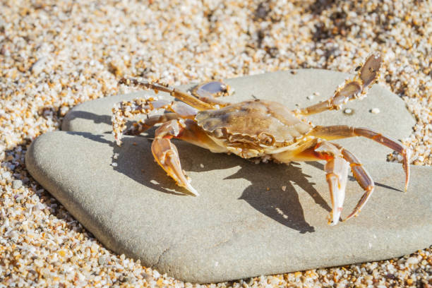 istock Live crab sitting on a flat stone on the beach 1025617214