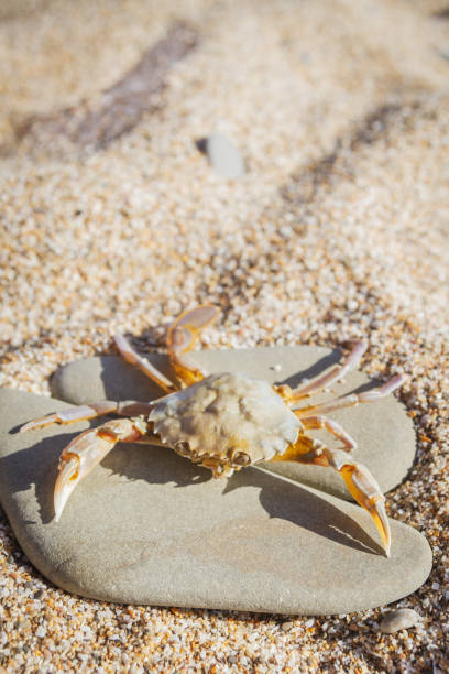istock Live crab sitting on a flat stone on the beach 1025617426