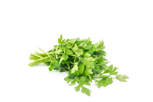 kuvapankkikuvat ja rojaltivapaat kuvat aiheesta persilja - flat leaf parsley