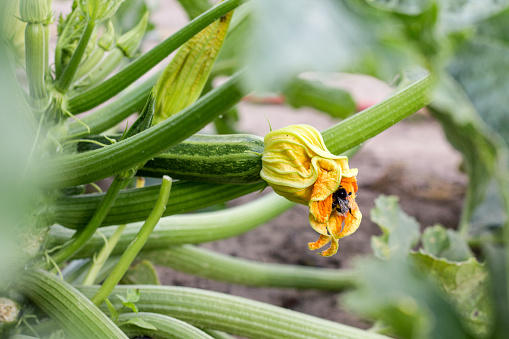 Zucchini plant with blossom and bumblebee