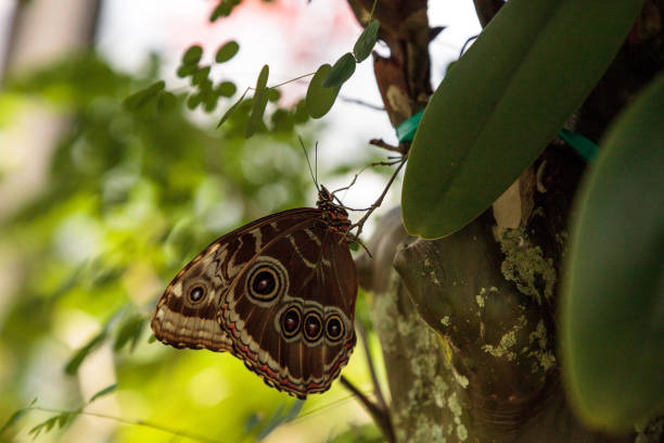 istock Blue morpho butterfly Morpho menelaus 1025627192