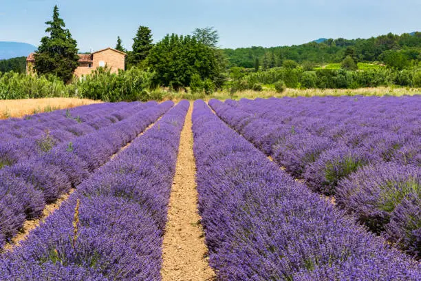 Bonnieux -Lavender fields