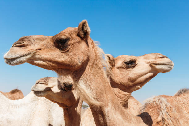 istock camels in the desert 1025630108