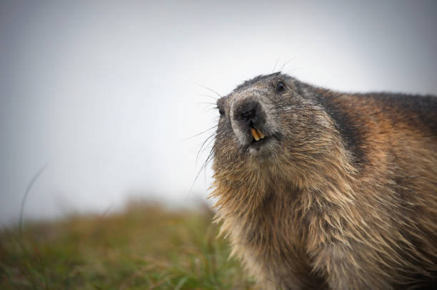 alpine marmot looking in the camera - Großglockner Austria curious alpine marmot looking in the camera - Großglockner Austria woodchuck photos stock pictures, royalty-free photos & images