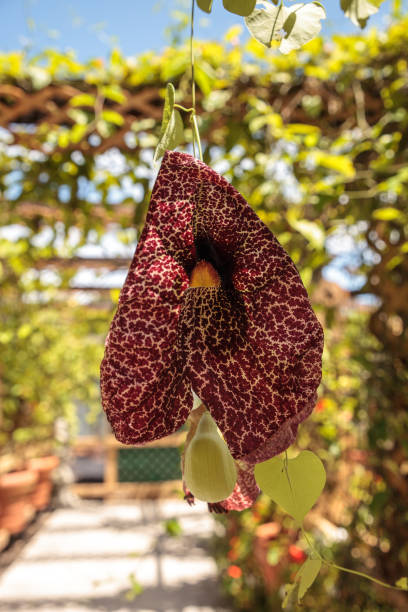 What is Dutchman's Pipe Vine? How to Grow, Care, and Prune Dutchman's Pipevine?