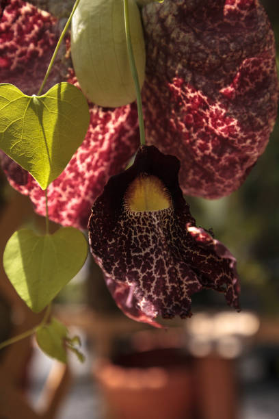 istock Dutchman's pipe flower Aristolochia littoralis 1025636718